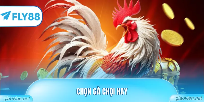 Mẹo Chọn Gà Chọi Hay Từ Những Sư Kê Giàu Kinh Nghiệm Nhất 2026 6 Chọn Gà Chọi Hay