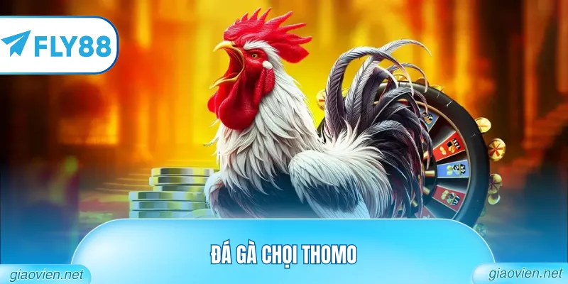 Đá Gà Chọi Thomo Đẳng Cấp Từ Các Bồ Gà Danh Tiếng Nhất 4 Đá Gà Chọi Thomo