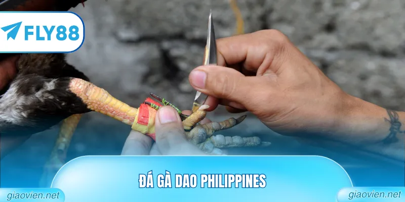 Đá Gà Cựa Dao Philippines Hôm Nay Với Chiến Kê Dũng Mãnh 7 đá gà dao philippines